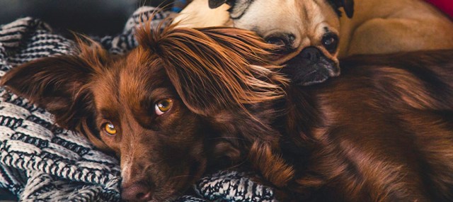 How to Pay for Emergency Pet Expenses