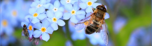 scholarship bee