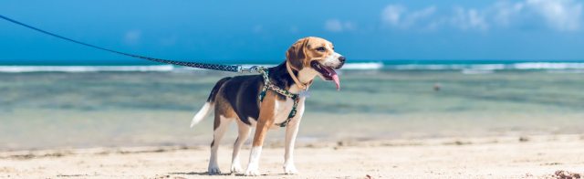 A dog standing on a beach