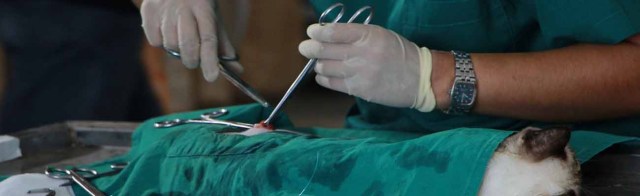 Student Loans for Veterinary School